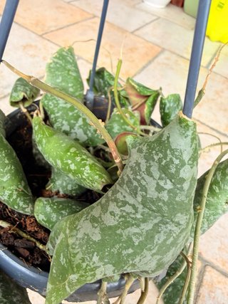 Hoya Imbricata