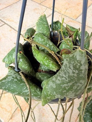 Hoya Imbricata