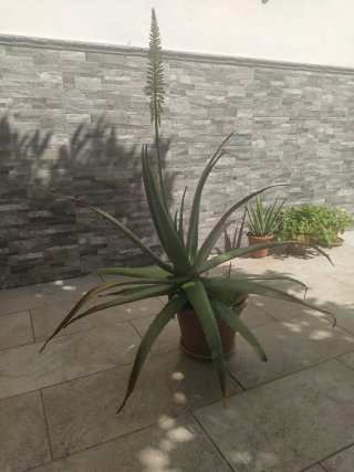 Aloe Vera Grande con Flor