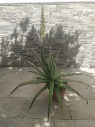 Aloe Vera Grande con Flor