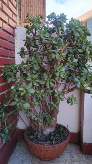 Árbol de Jade