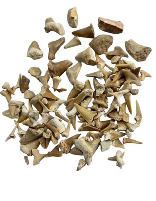 Collezione Fossili