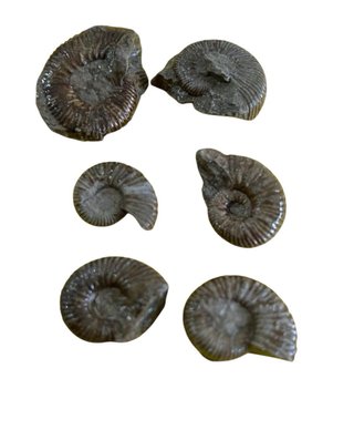 Collezione Fossili