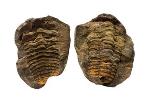 Collezione Fossili