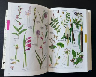 Guide des plantes à fleurs