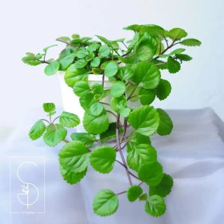 Planta del dinero, Plectranthus verticillatus
