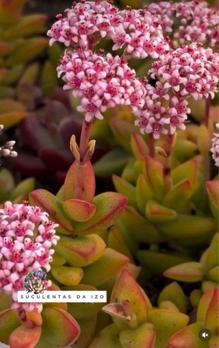 Crassula
