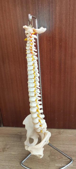 Columna Vertebral Humana 80cm. Perfecto cualidad.