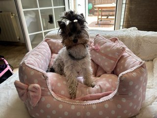 Cama para perro o gato rosa lunares