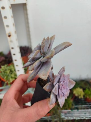 Graptopetalum superbum