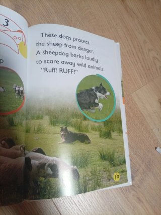 Amazing Dogs