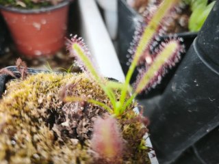 4 Droseras Capensis Red a raíz desnuda