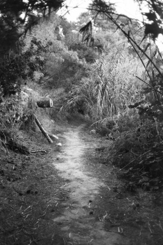 Cámara Contax T2 Negra/Plateada