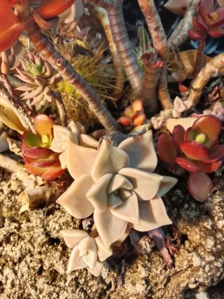 Plantas Torrent