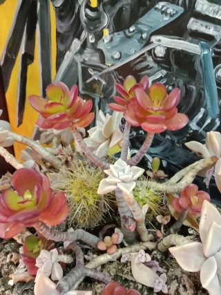Plantas Torrent