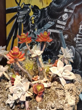Plantas Torrent