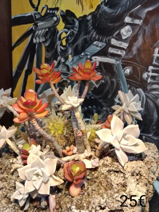 Plantas Torrent