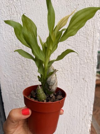 Orquídea Chysis limminghei