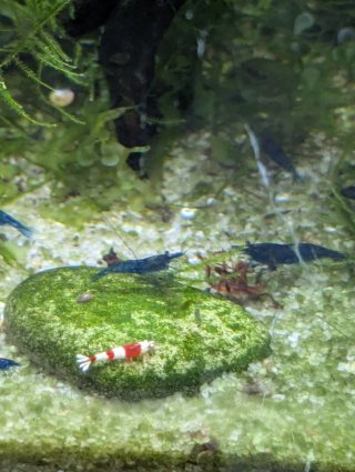 Planta Ambulia para acuario