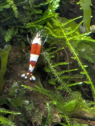 Planta Ambulia para acuario