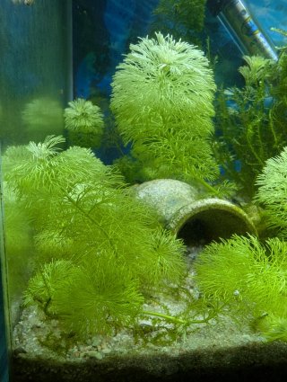 Planta Ambulia para acuario