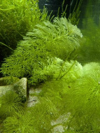 Planta Ambulia para acuario