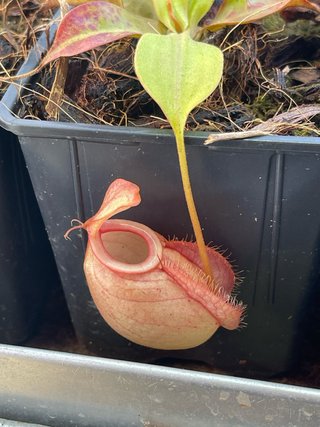 Nepenthes planta carnívora