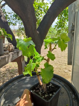 Pre Bonsai de Parra o Vid