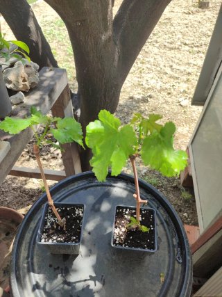 6 Plantas de Uva Blanca sin Pepitas