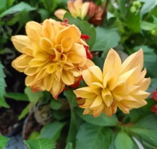 Dahlia Pianta di Dalia 35cm