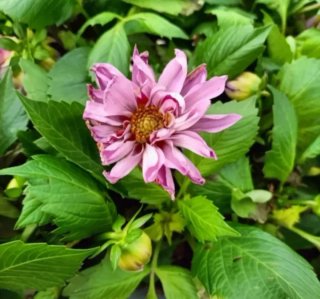 Dahlia Pianta di Dalia 35cm