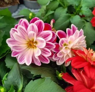 Dahlia Pianta di Dalia 35cm