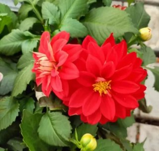 Dahlia Pianta di Dalia 35cm