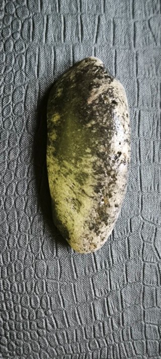 Fósil tímpano de ballena