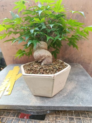 Bonsai Acer palmatum Shohin