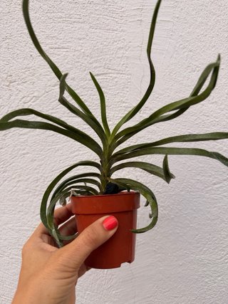 Orquídea Neostylis Lou Sneary