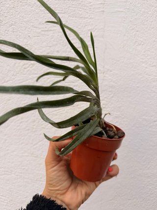 Orquídea Neostylis Lou Sneary