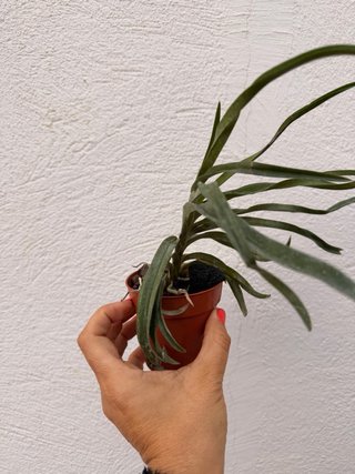 Orquídea Neostylis Lou Sneary