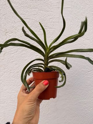Orquídea Neostylis Lou Sneary