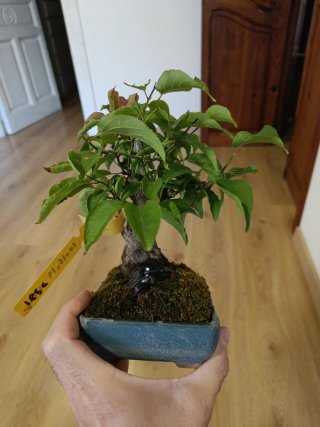 Bonsái Prunus mume shohin