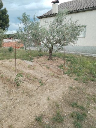 Olivos de más de 30 años variedad arbequino