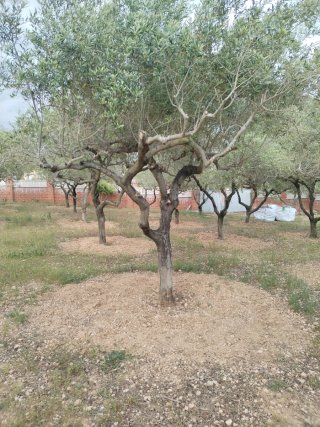 Olivos de más de 30 años variedad arbequino