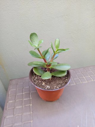 Planta de Jade (Planta de Dinero)