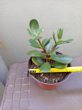 Planta de Jade (Planta de Dinero)
