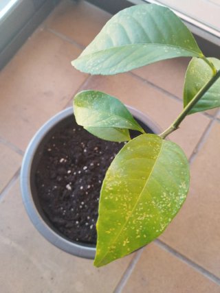 Kit Cultivo Indoor Completo 5 armarios