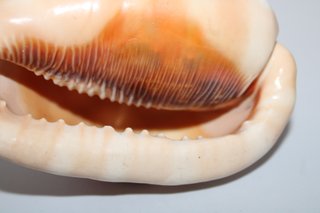 Conchiglia Marina Gigante Cassis Rufa 13cm
