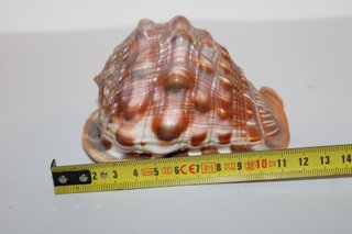 Conchiglia Marina Gigante Cassis Rufa 13cm