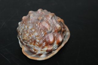 Conchiglia Marina Gigante Cassis Rufa 13cm