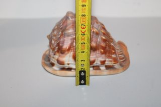 Conchiglia Marina Gigante Cassis Rufa 13cm