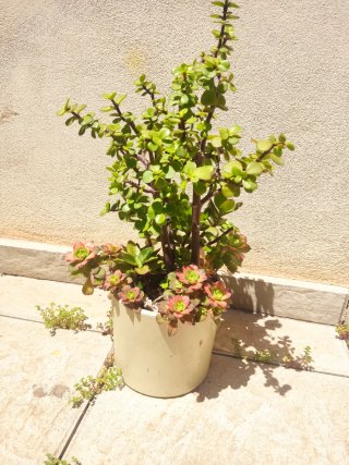Árbol de las monedas 40 cm alt aprx+ variedad plts